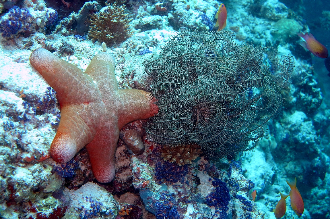IMG_0858rf_Maldives_Madoogali_Plongee9_House reef north_Asterie et crinoide.jpg